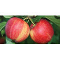 2021 Source factory supply Chinese Apples Newest Crop Fresh Red Gala Apple